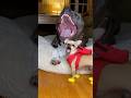 「このシンクロ率100%あくび、反則すぎる」　“The Cutest Synchronized Yawn Ever”
