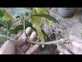 Mango Cuttings Secrets Revealed For Beginners To Grow Fast Shoots ( Garden and home )