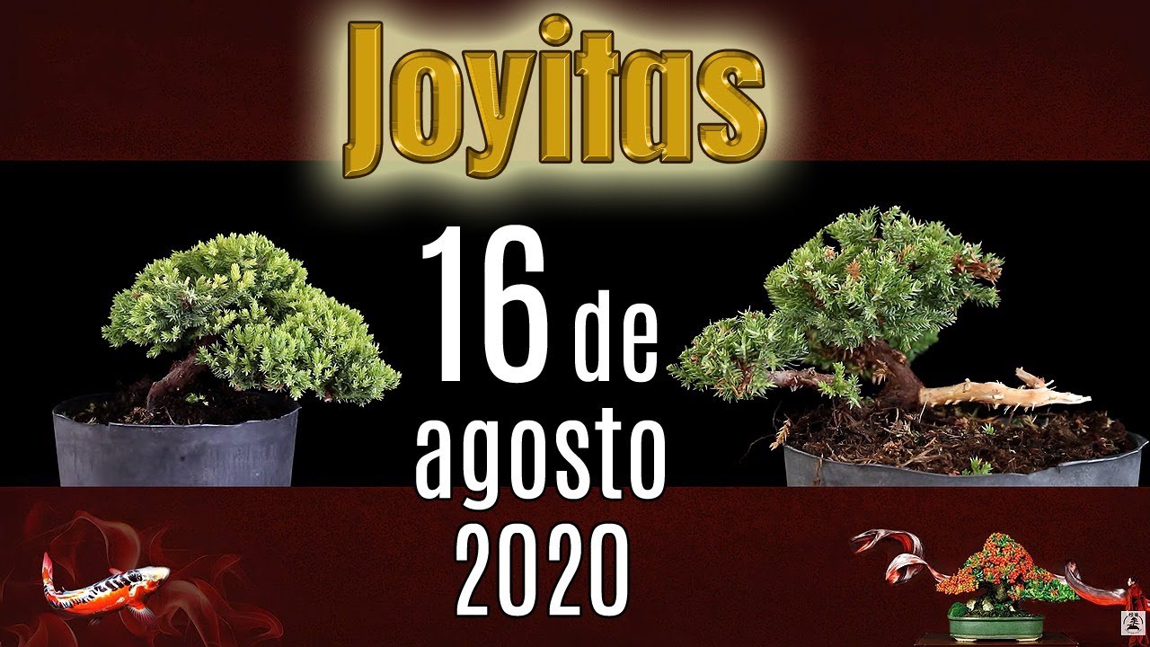 Como hacer un bonsai