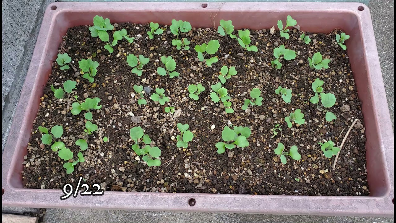 青汁ケール栽培日記 Youtube