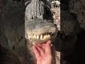 Alligator bellowing