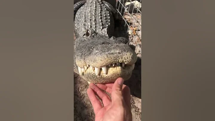 Alligator bellowing!!! - DayDayNews