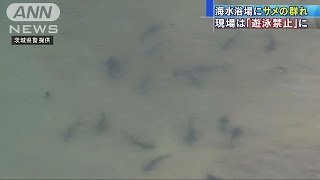 海水浴場にサメ30匹　海と陸から監視活動　茨城(17/07/20)