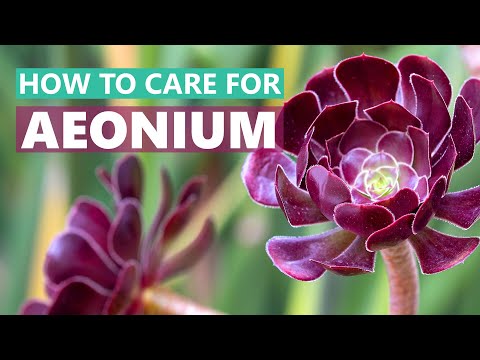 Video: Aeonium Care: How To Grow An Aeonium Plant