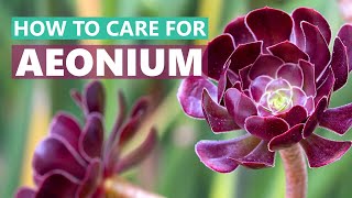 BEST TIPS: HOW TO CARE FOR AEONIUM SUCCULENT PLANTS