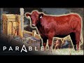The Origins Of The Temple Mount and The Red Heifer Prophecy | Naked Archaeologist | Parable