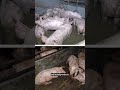 Tierschützer:innen betreten Schweinefabrik und rufen die Polizei! #österreich #vollspaltenboden