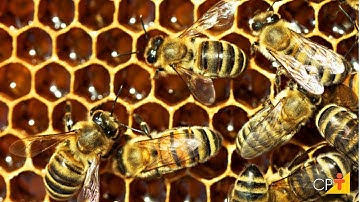 Curso Apicultura Migratória - Produção Intensiva de Mel - Manejo das Colmeias na Entressafra - CPT