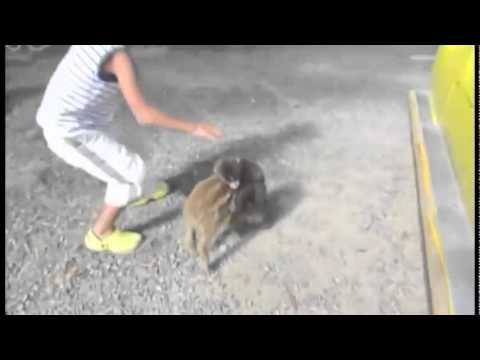 Baby Monkey : Official video (Riding on a pig backwards)