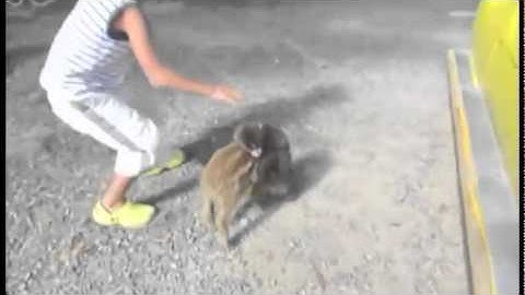Baby Monkey : Official video (Riding on a pig backwards)