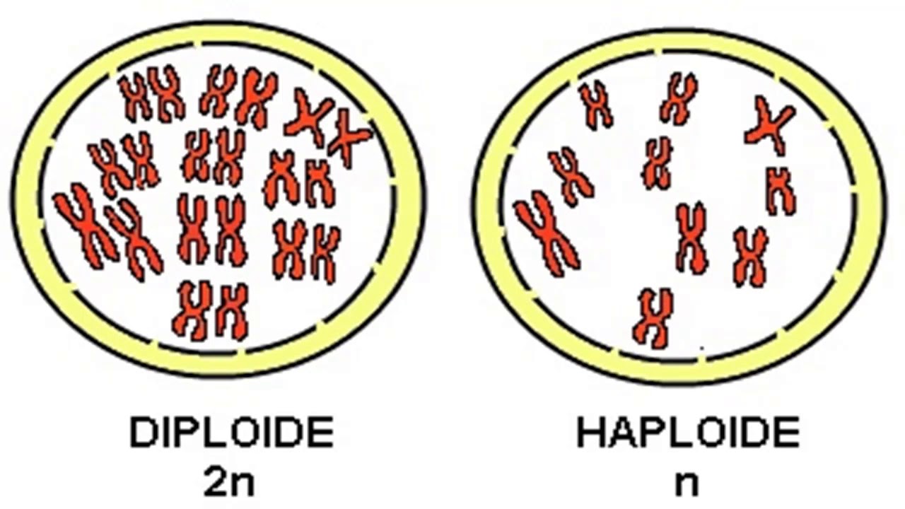 Набор хромосом клетки называют. Диплоидные клетки и гаплоидные клетки. Гаплоидные хромосомы. Гаплоидный и диплоидный набор. Клетка с диплоидным набором хромосом.