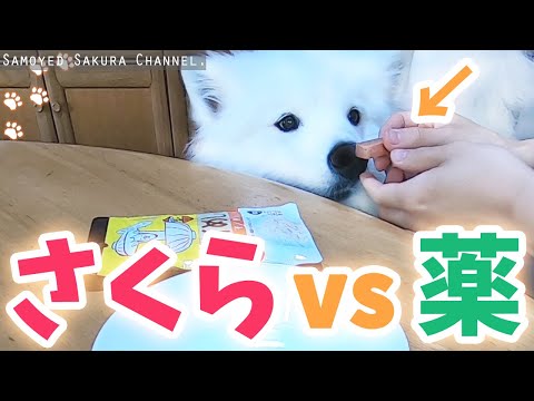 フィラリアの薬が苦手なサモエドさくら