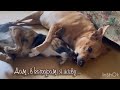 Дом в котором я живу… с 17-ю кошками и 4-мя собаками! Приют для животных