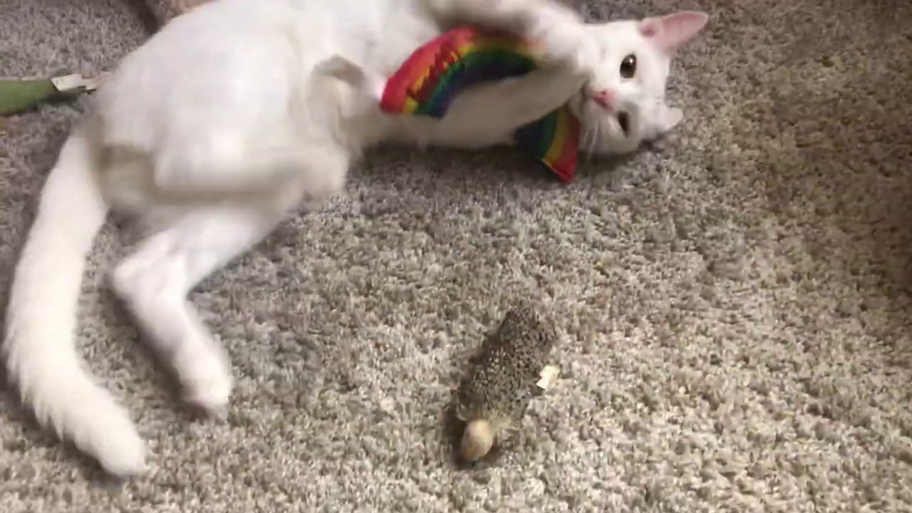 Kitten Learns the Wonders of Catnip and Bunny Kicking! YouTube