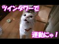 ツインキャットタワー早登りの達猫！？　Neko-Cat exercises at the cat tower