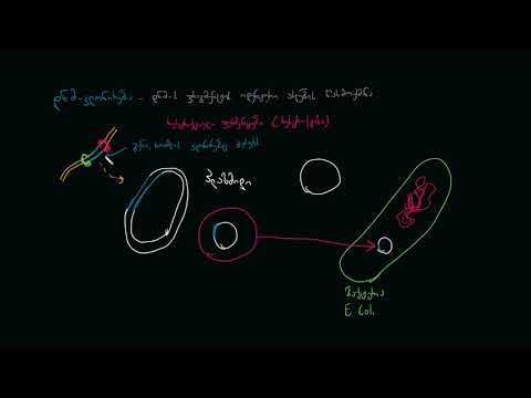 დნმ-ის კლონირება და რეკომბინანტული დნმ