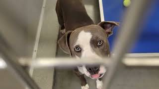 acs A667353