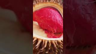 BELAH DUREN|DURIAN MERAH|#fruits #video #fruit #foryou #shorts #short #1millionviews #fyp