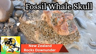 Once In A Lifetime Incredible Fossil Find: Ancient Whale Skull Discovered on a Kiwi Beach!