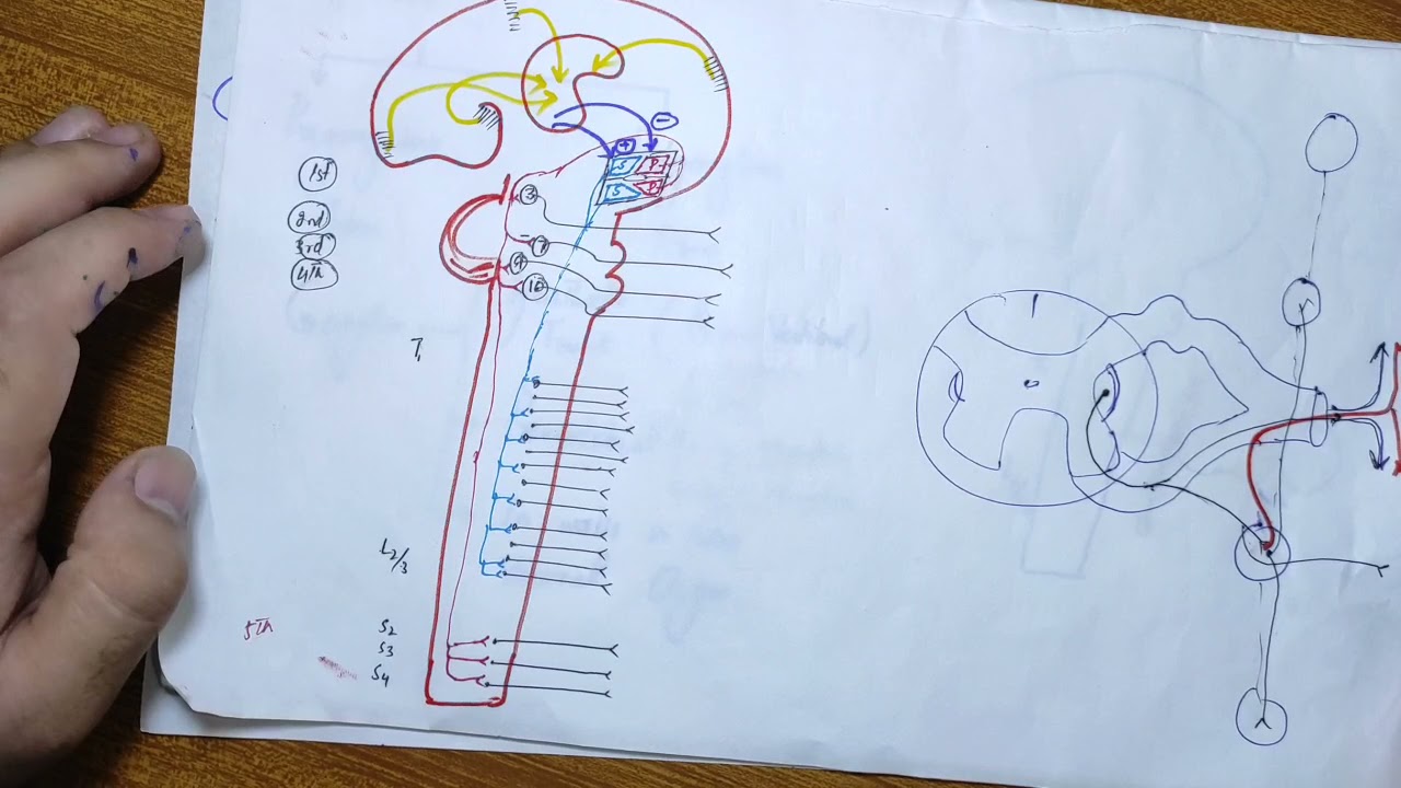 guyton chapter 61 part 2, autonomic nervous system and adrenal medulla, guyton and hall Chapter
