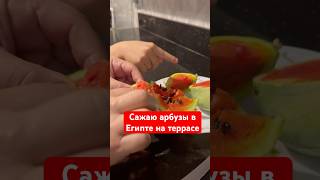 Сажаю арбузы в Египте, на террасе