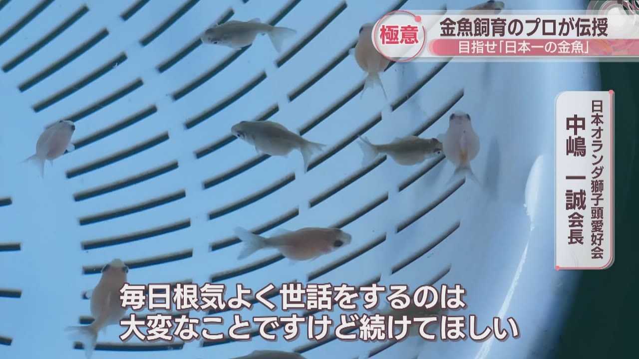 高校生がプロから極意を学び金魚を飼育 全国品評大会へ 香川・多度津町