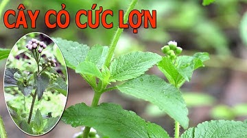 Cây cứt lợn có tác dụng giải nhiệt, thải độc, giảm sưng