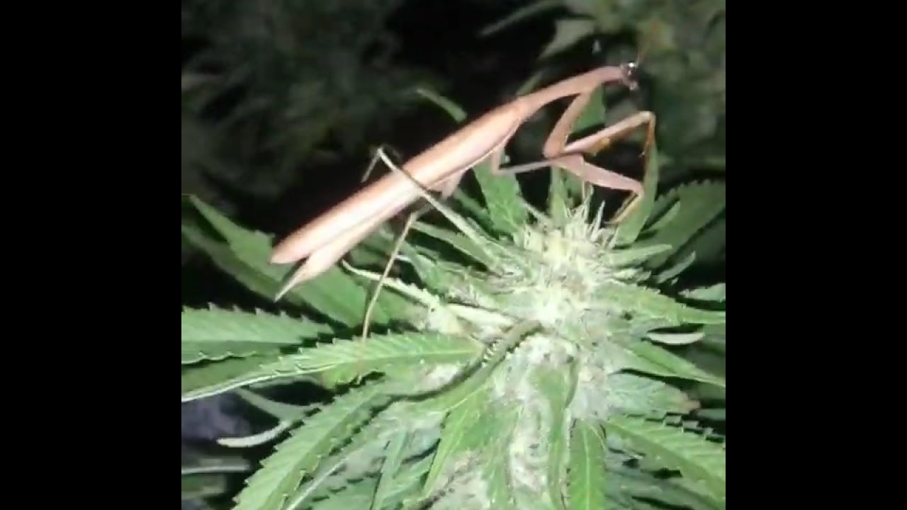 MANTIS en CULTIVO de MARIHUANA EXTERIOR 