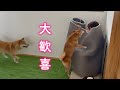 どこを探しても見つからなかったママをやっと見つけてピョンピョン飛び跳ねて喜ぶ柴犬が可愛い