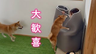 どこを探しても見つからなかったママをやっと見つけてピョンピョン飛び跳ねて喜ぶ柴犬が可愛い