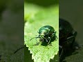 a normal wide shot of a beautiful green tree full of fresh leaves moving softly #viral