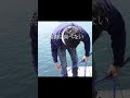 コブダイを追い続けた男の記録～かぶせ釣りに賭けた結果～#釣り #堤防 #かぶせ釣り