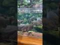 ゆったりおよぐ魚とぺたぺた歩くペンギンのお散歩が見れる水族館🐟虹の森公園おさかな館