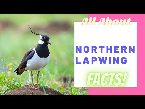 Northern Lapwing facts 🦜 Peewit 🦜 Tuit 🦜 Green Plover 🦜 Pyewipe 🦜 Lapwing