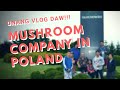 MUSHROOM COMPANY IN POLAND