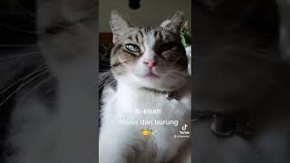when the cat talks to the bird.. by Lina Waree 4,207 views 1 year ago 2 minutes, 2 seconds
