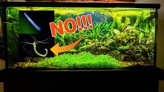 My Planted SHRIMP AquariumOne BIG Problem