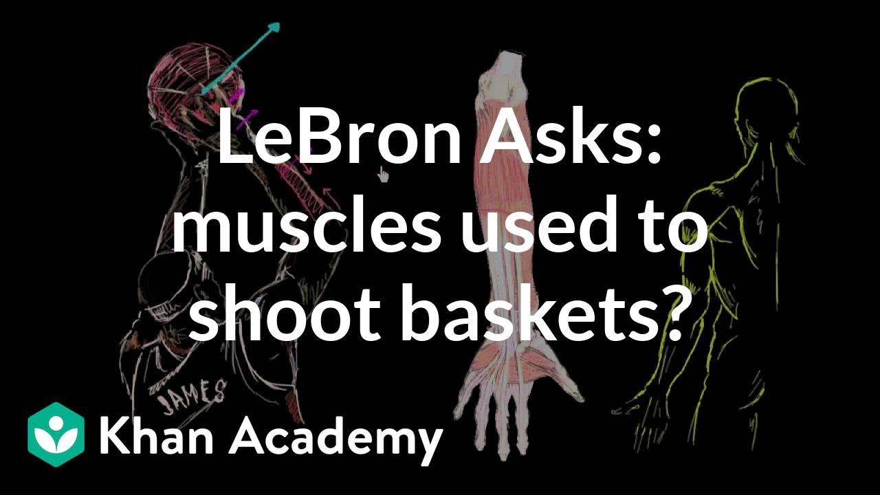 LeBron Asks:  What muscles do we use when shooting a basket?
