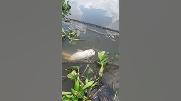 Câu cá bè lại gặp bầy cá tra sông/Công Huỳnh Official