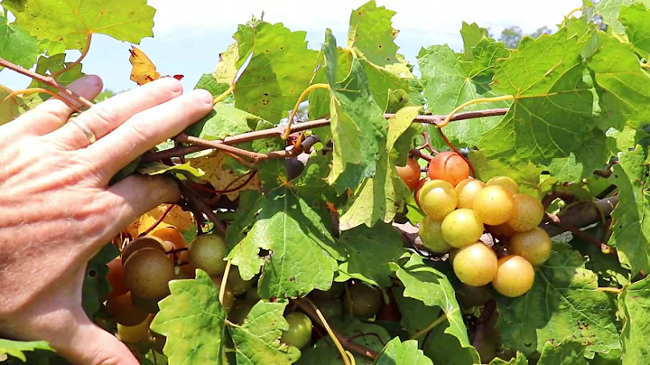 Janet Muscadine