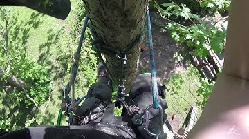 Real Tree Work Vol. 2  |  Arborist Climbing & Rigging Adventures | 2019