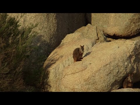 Видео: Бийр сүүлт хадны хана хэр том вэ?