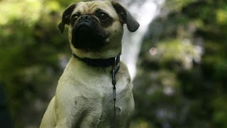 Separating Fact from Fiction Debunking Common Myths About Pugs