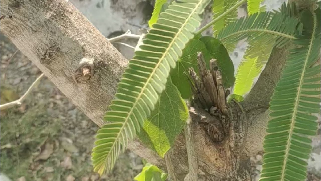 गिलोय जैसा धैर्य और संघर्ष कहीं देखने को नहीं मिलता।