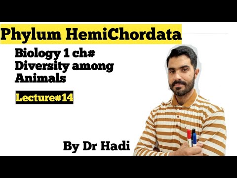 Vidéo: Différence Entre Hemichordata Et Chordata