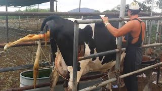 Dairy Farming Cow Homesteading Storage for Milk Pretty Girl Dangerous Hoof Trimming No Jumper 2023