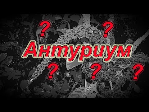 Технология выращивания антуриума из семян в домашних условиях