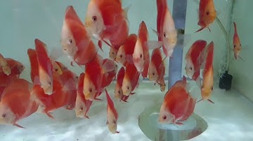 Cá dĩa đỏ dưa hấu tại trang trại Mekong Discus