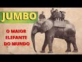 O MAIOR E MAIS FAMOSO ELEFANTE QUE JÁ EXISTIU! O QUE ACONTECEU COM O GIGANTE CHAMADO "JUMBO"?