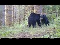 Bear vs Mirror